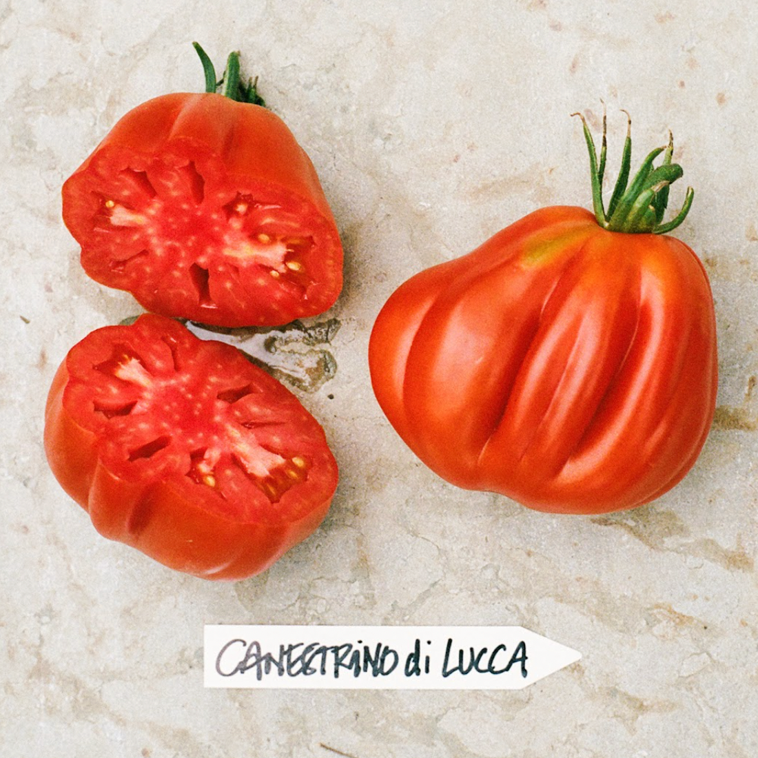 Canestrino di Lucca, frö + mykorrhiza