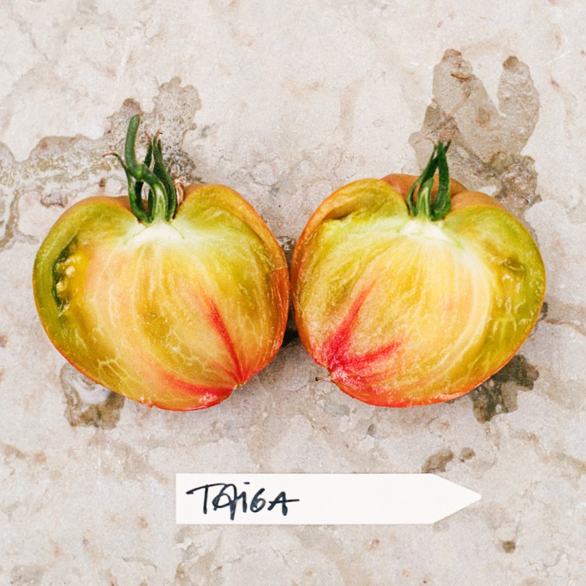 Taiga, frö + mykorrhiza