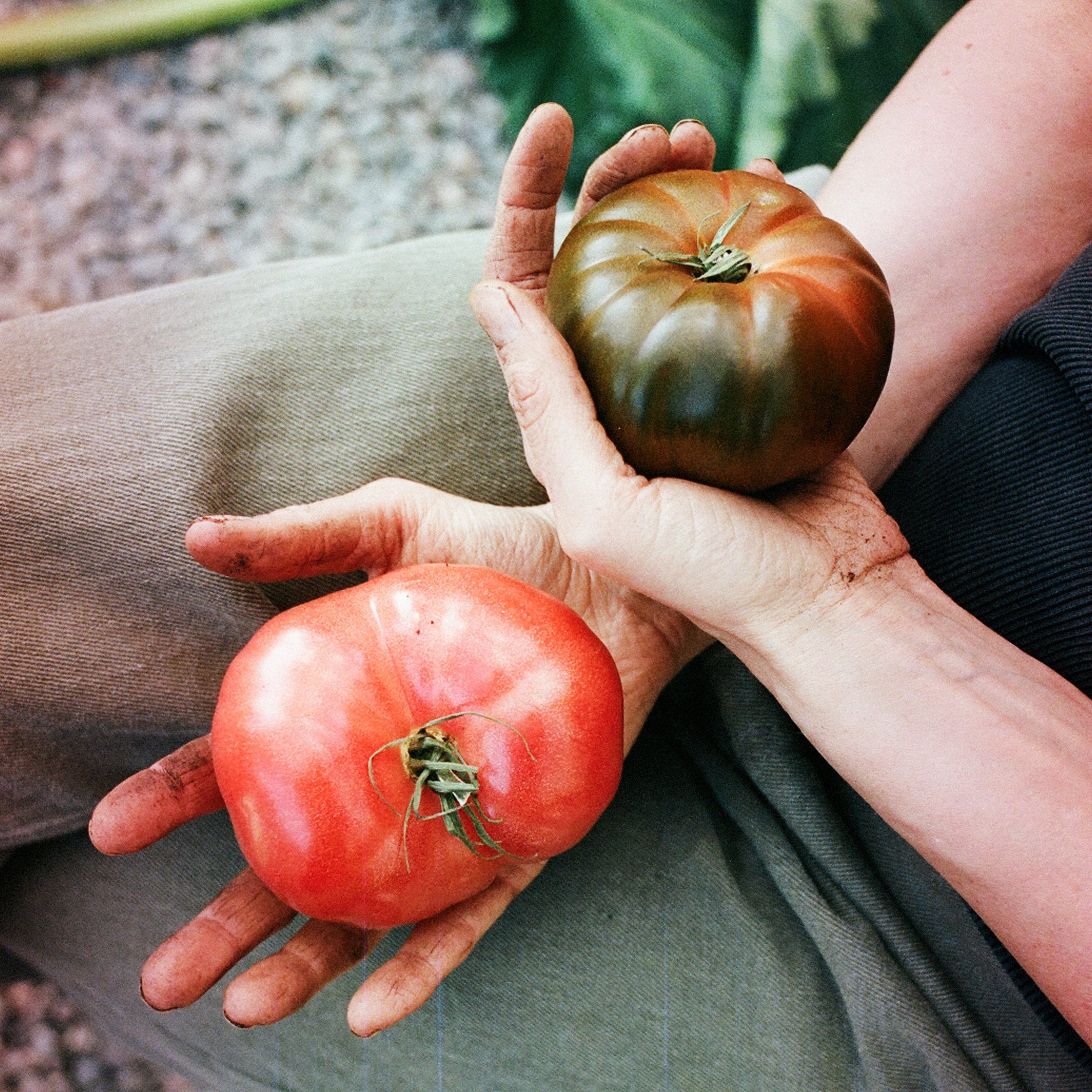 Godare Tomater, tomatnäring 1L