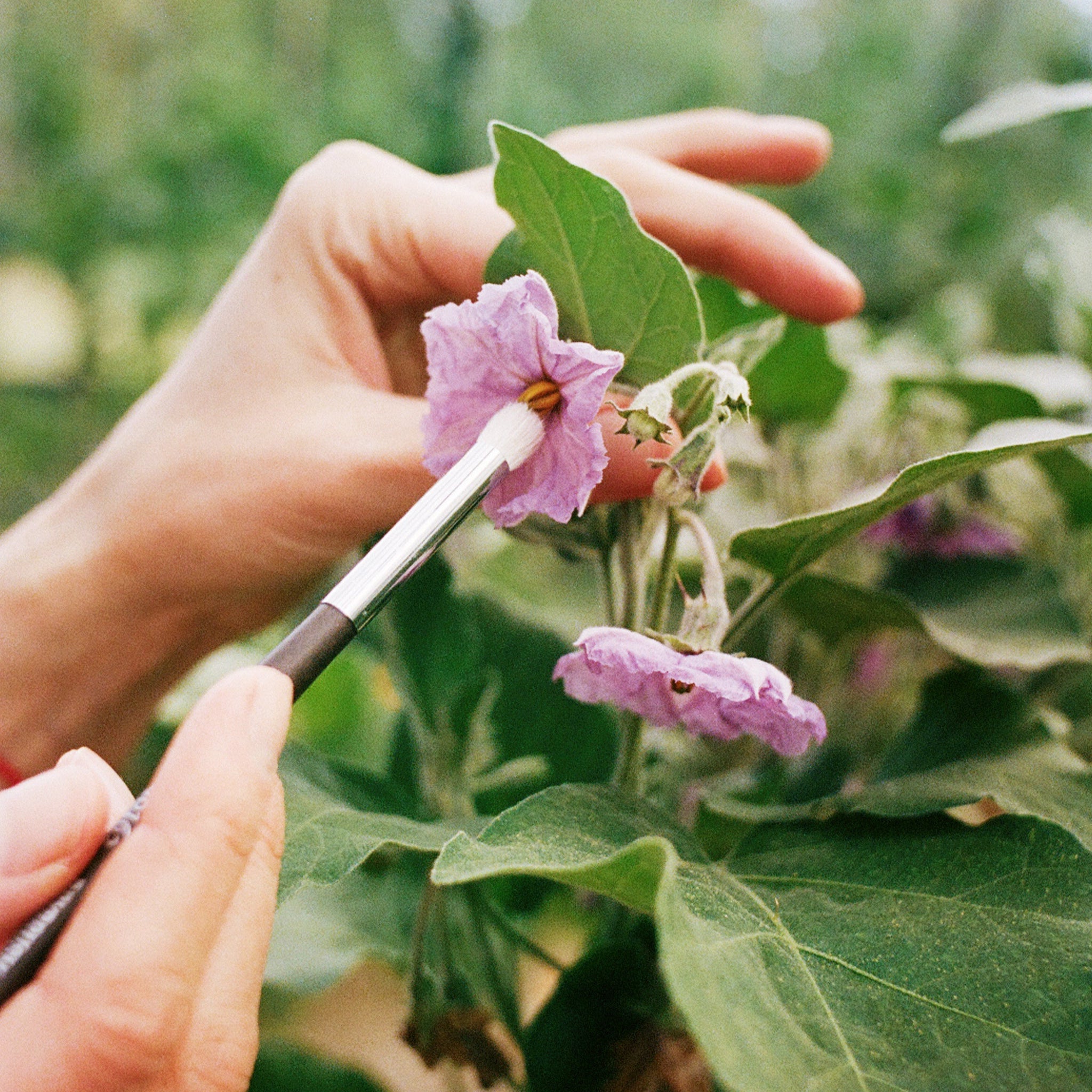 POLLINERINGSPENSELN