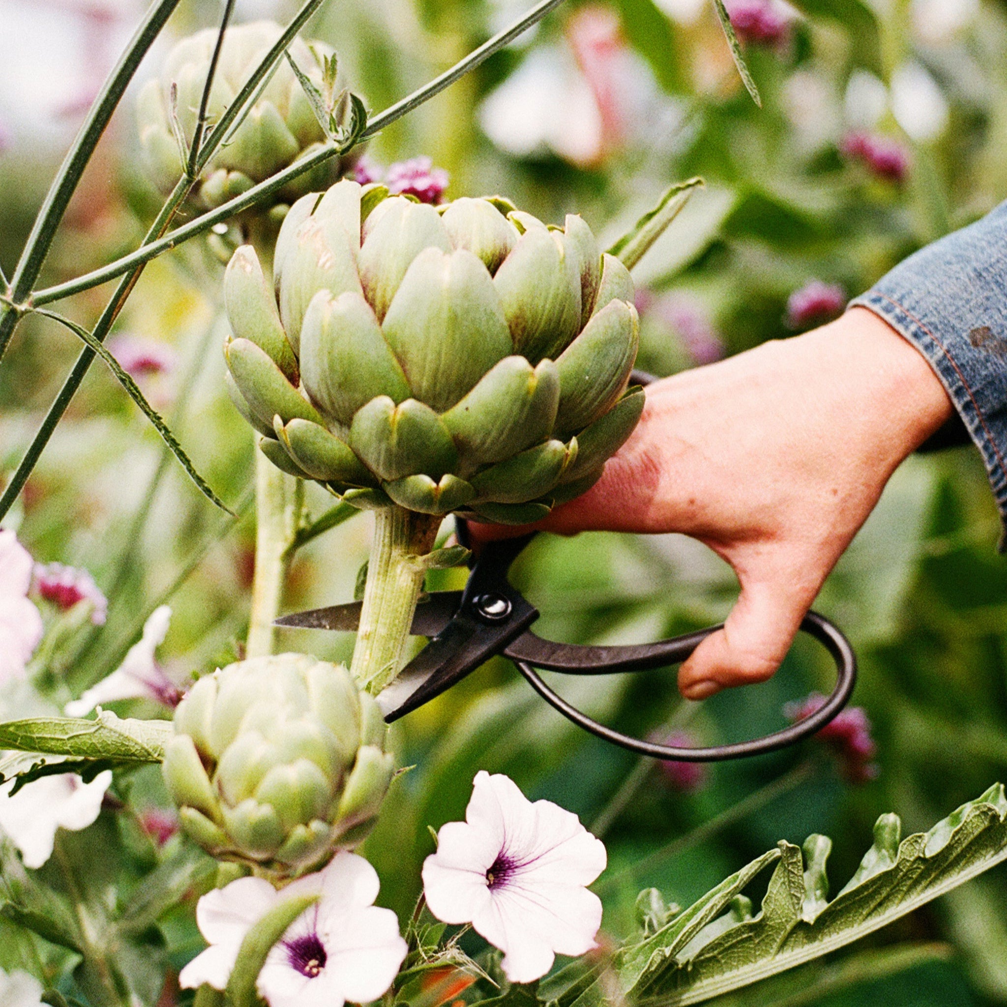 TRÄDGÅRDSSAX TOYAMA HAMONO