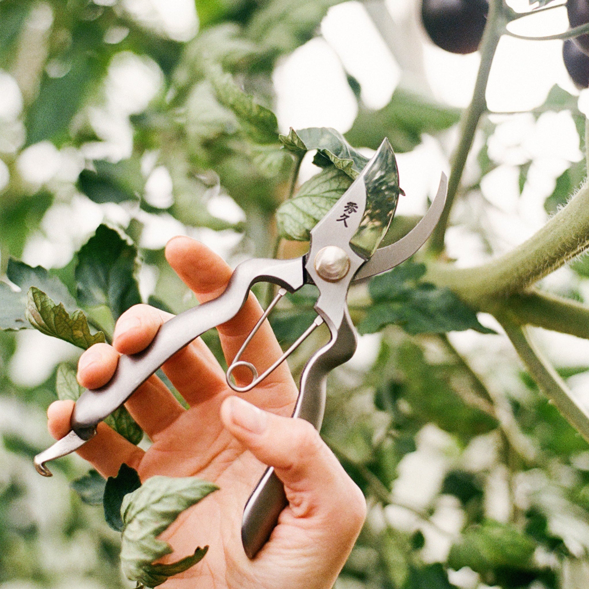 SEKATÖR TOYAMA HAMONO - Rostfritt stål