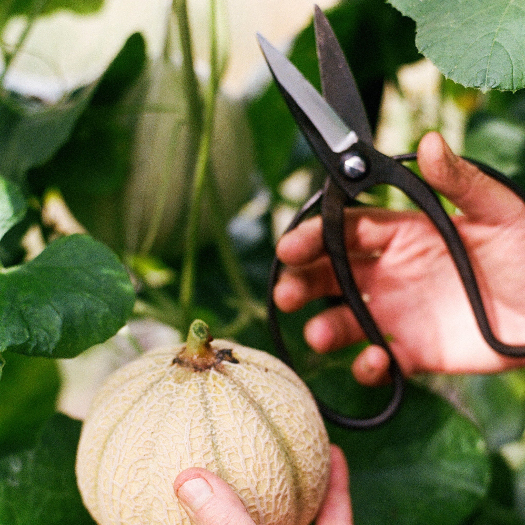 TRÄDGÅRDSSAX TOYAMA HAMONO